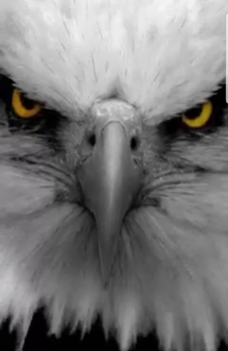 hmeydan1's tweet photo. Yaklaşıyor yaklaşmakta olan 🏆

#BJKvHTY 
#ŞampiyonBeşiktaş
@Besiktas https://t.co/xEMSSRSpj0