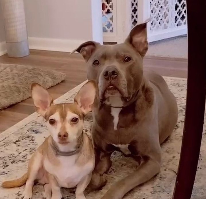 FRPLLC's tweet image. May Tips from Bob and Ana...and Freddie and Jade! - mailchi.mp/0d55dd1ef50a/m…
@FromDuskTillDog
#plumbing #plumbers #sjplumbers #veteranowned #plumbingtips