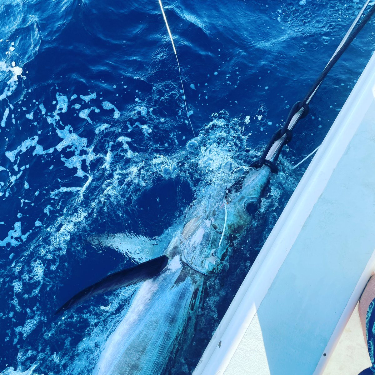 Landed a 400lb+ swordfish 😀