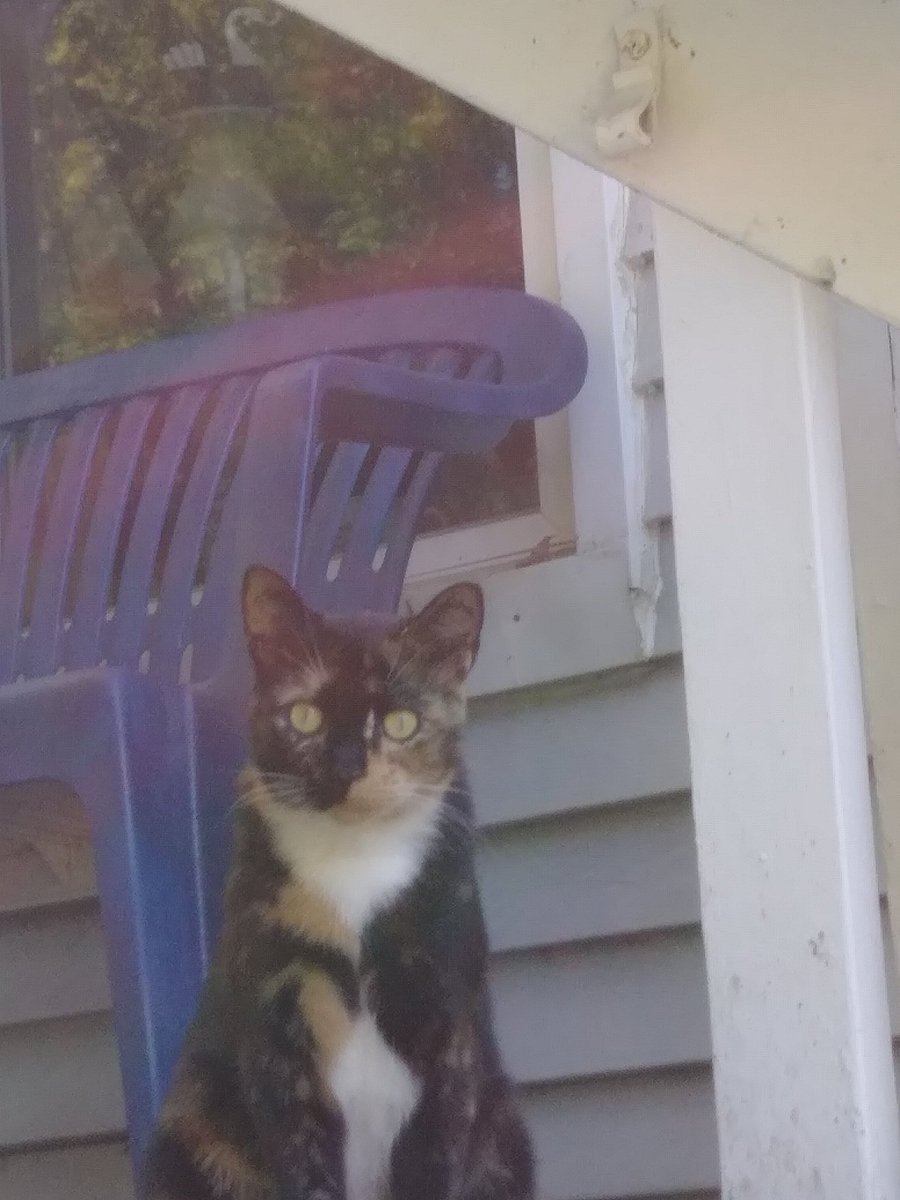 deepscable's tweet image. #HappyBirthdayCharliDamelio forget that, here's my cat