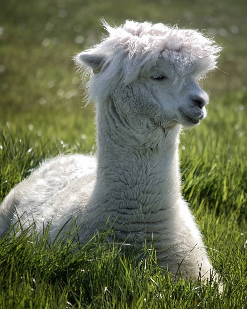 Zen Alpaca

#photography #animalphotography #alpaca #white #grass #animalfarm #nikon #teamnikon #nature #wearamask😷 #weekend #mayday #relaxing #peaceful #earthfocus #emollama #dogsofinstagram #alpacasofinstagram #instaireland #Ireland #inspiration #h… instagr.am/p/COWHd7hrlhR/