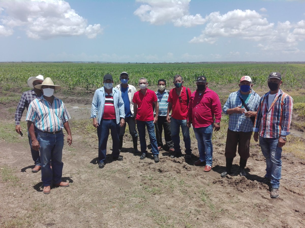 CarrazcoYanexys's tweet photo. Realizó recorrido por sus áreas agrícolas la Empresa Agroindustrial de Granos Fernando Echenique este primero de mayo, denotando avances en la producción de alimentos. Felicidades. https://t.co/NSgamVfSmr