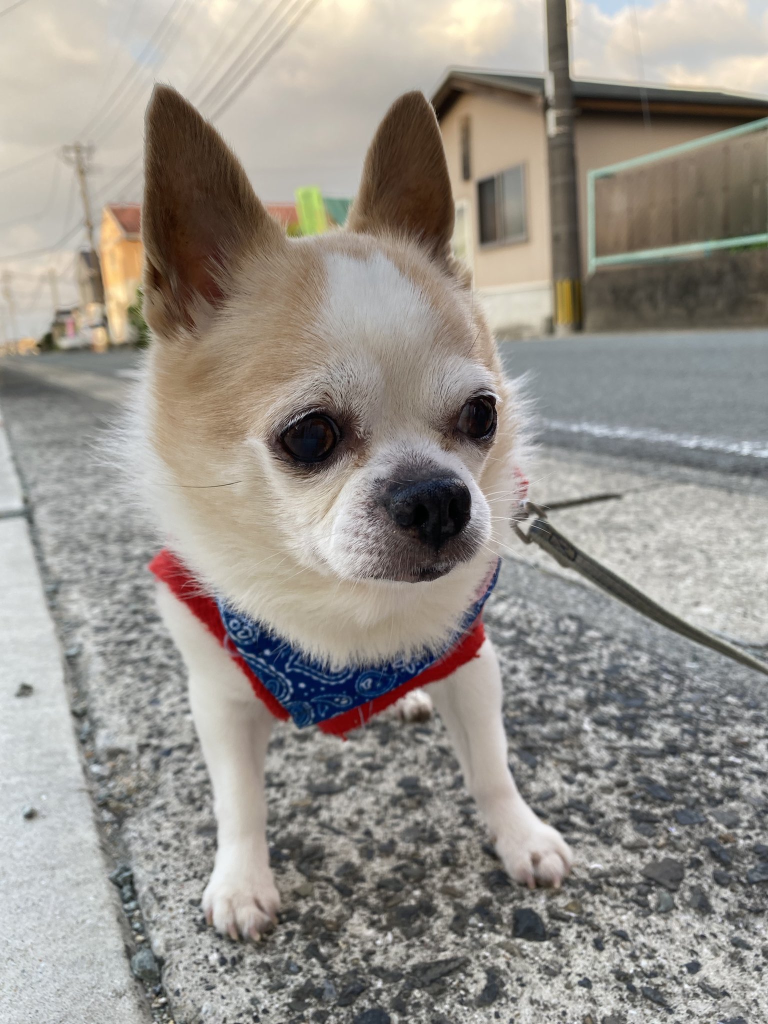 Hedgehog Company Companyhedgehog Twitter