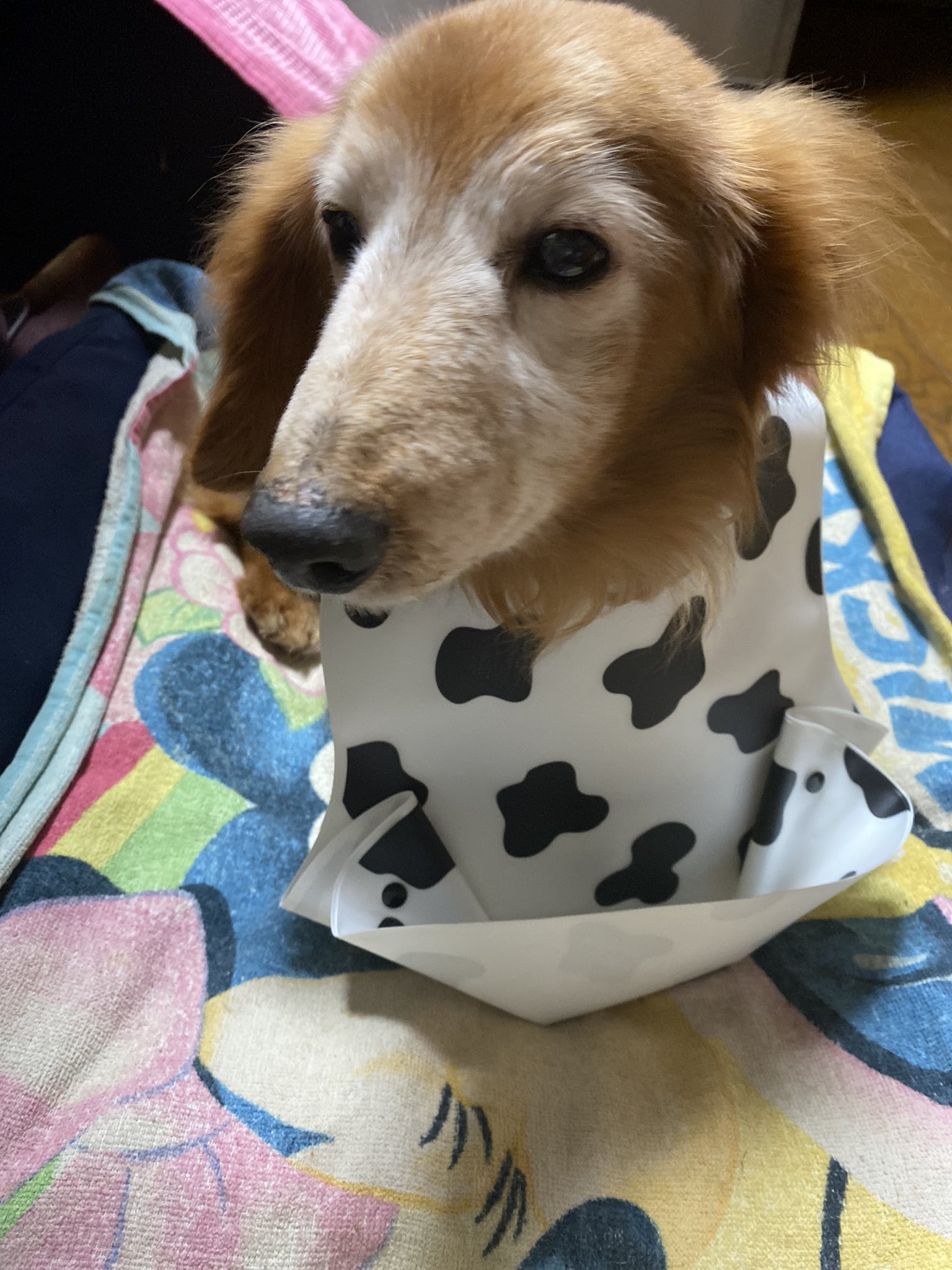 Hedgehog Company Companyhedgehog Twitter