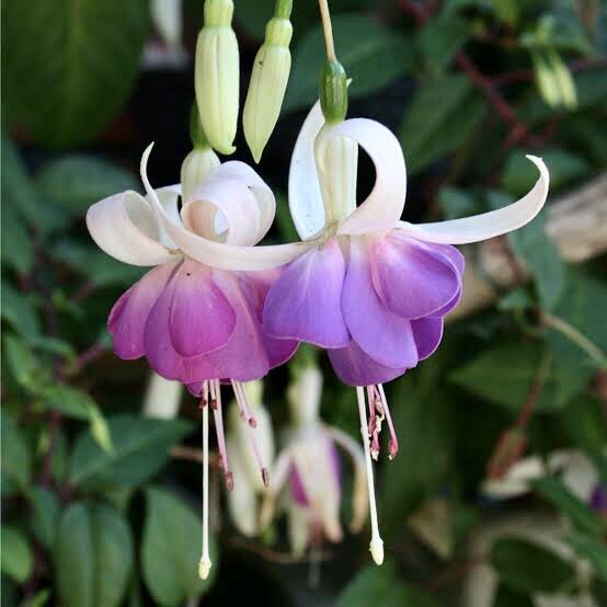 もも おはようございます 5 2誕生花 フクシア 花言葉 愛情を捧げる 別名ツリウキソウ 日本には昭和初期にアメリカが来ました 花が下向きに咲く姿から貴婦人のイヤリングと呼ばれます 反り返って花弁のように見える所はガク 長く突き出した