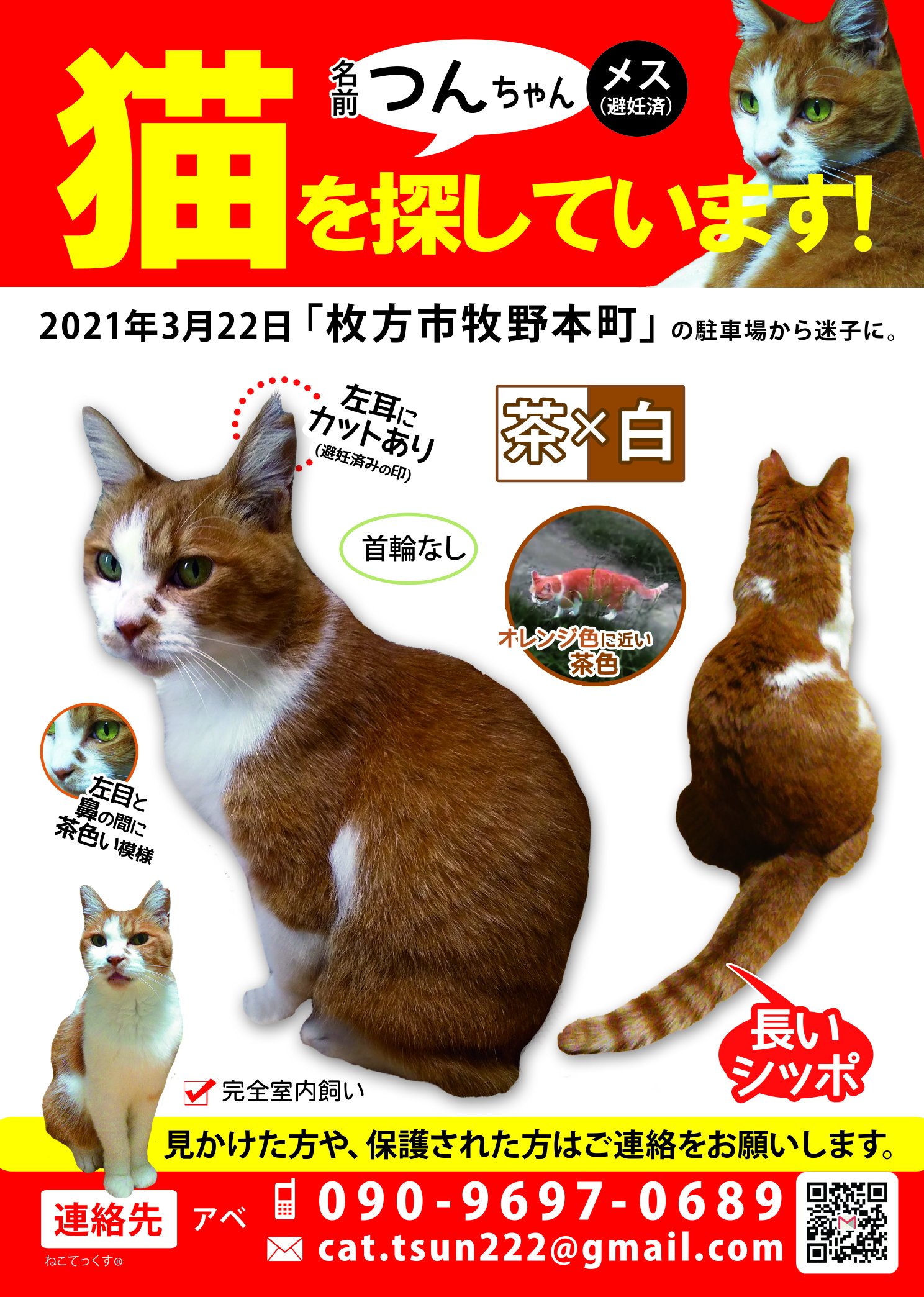 迷い猫 つん 探してます 大阪府枚方市 aaki1129 Twitter
