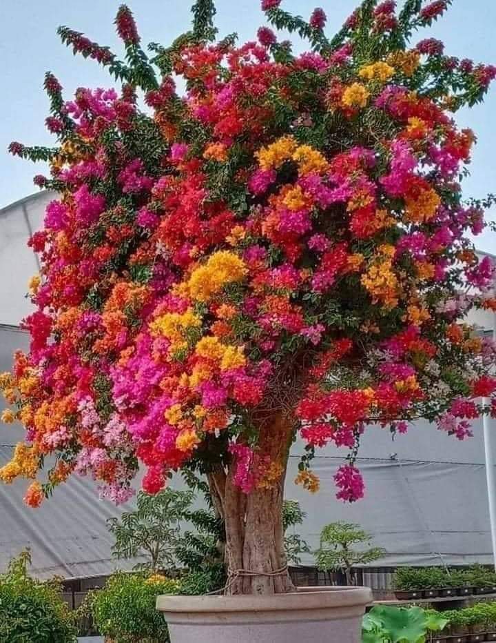 A grafted bouganvillea- for when you want ALLLLL the colors

(source unknown)