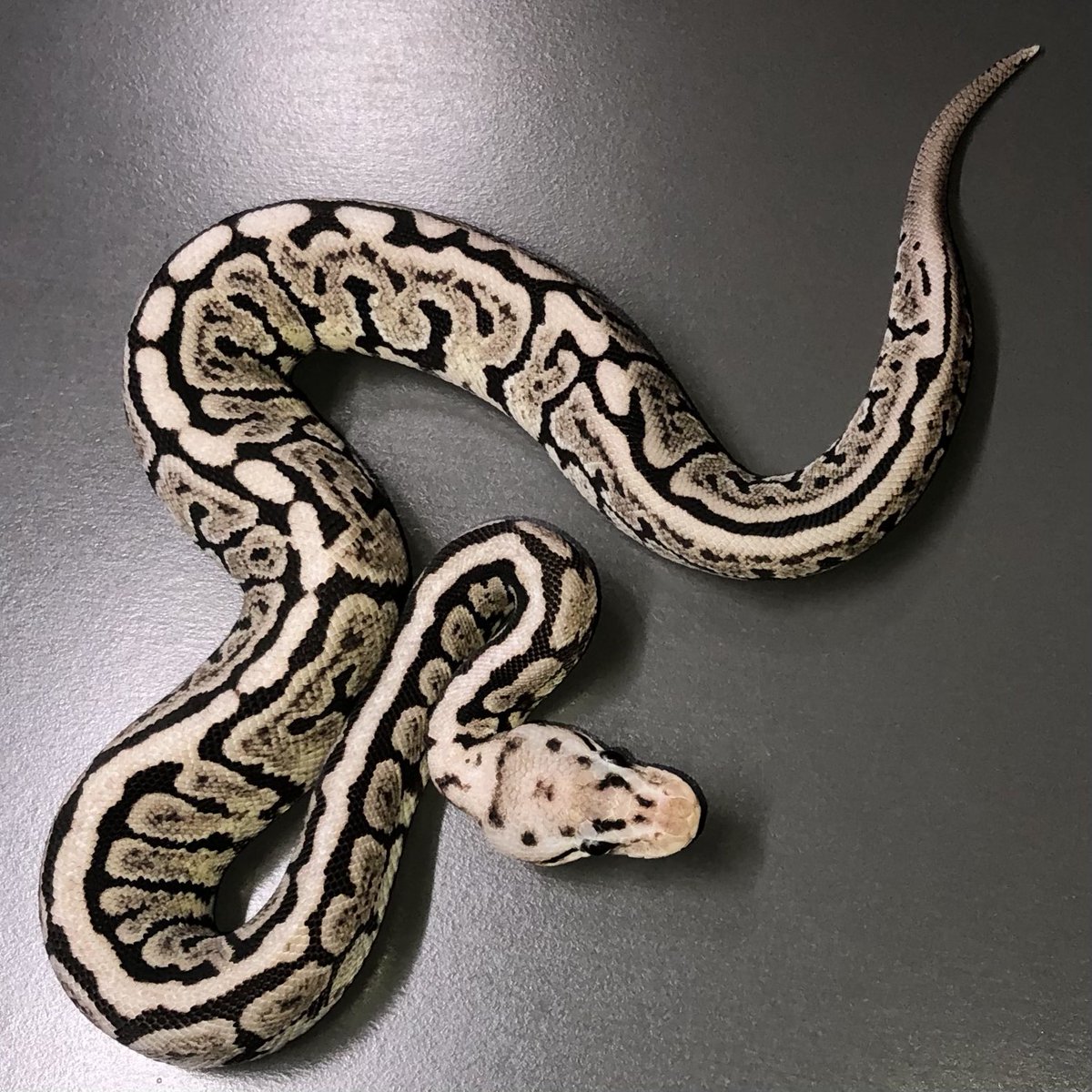 ぴょん⭐︎ 06shockwave on X