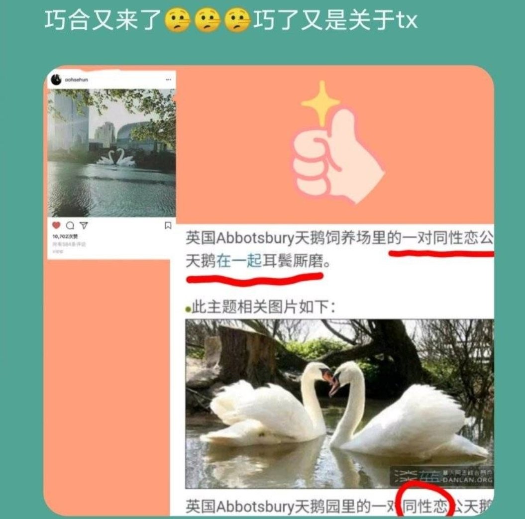 Angsa yang ada di posting sehun itu nama tempatnya di Swan Garden, Abbotsbury, Inggris."Sepasang angsa jantan gay di Abbotsbury Swan Farm, Inggris."