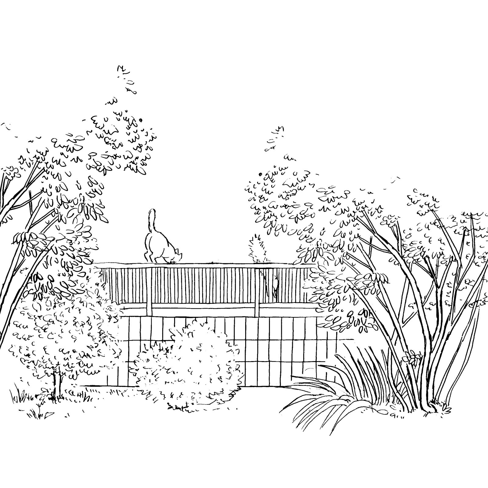 ハイハイミミ お庭を描きたい 木は公園の木と違う 大きくなる木は困る 虫がつくのも困る 手入れの簡単なもの ちょこっと調べて シマネトリコを描くことにした モクセイ科 シマネトリコ 庭の木 ネコ ペン画 イラスト ネコの絵 絵本 庭