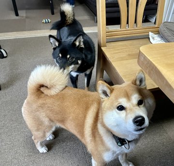 相棒柴犬のお尻をこっそりクンカしたらバレた その時の目の逸らし方が逆に正直者すぎてニヤける 動画 21年6月29日 エキサイトニュース