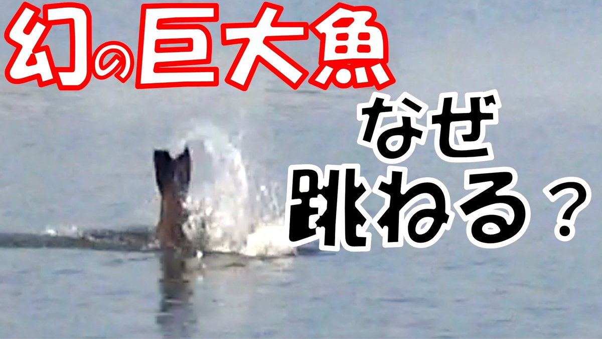 怪魚ハンター山根ブラザーズ 公式 Yamane Brothers Twitter