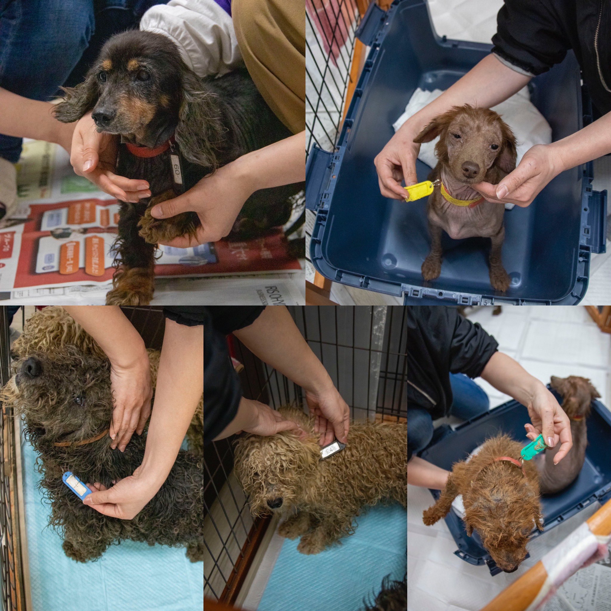 わんだん邸 ブリーダー崩壊のビフォーアフター 明け方近くまで頑張ってくれたボランティアさんのお陰で みんなとても可愛くなりました レスキューから2日経ち みんなそれぞれの性格が出てきました笑 触れない子もいますが 是非とも会いに来て