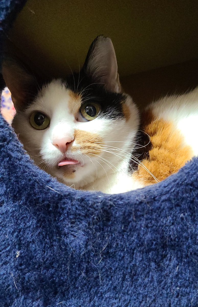 犬と猫を両方飼っていると 兼用グッズが兼用できないことがあって楽しい 猫の モルン っていうのすごい分かる Togetter 犬と猫を両方飼っていると 兼用グッズが兼用できないことがあって楽しい 猫の モルン っていうのすごい分かる Togetter