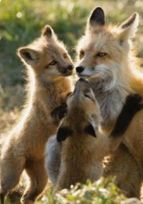 Foxes.❤️
#wildlifephotography #nature