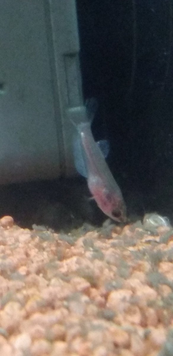 ベタの稚魚 ベタの稚魚