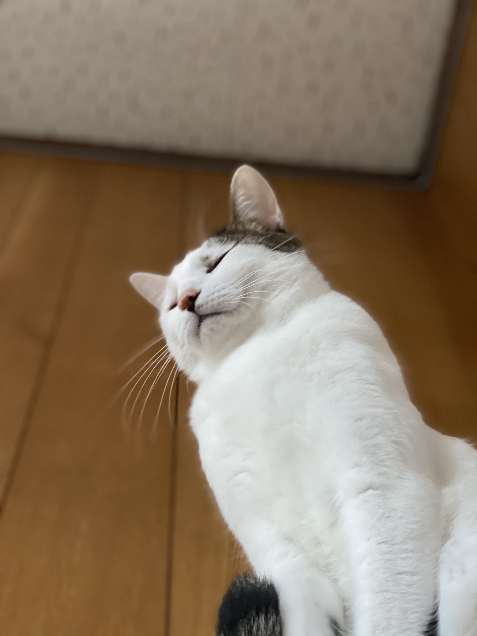 ʚmarichanɞ 芸術的ぶちゃかわ 猫好きさんと繋がりたい ねこ トビキジ 猫のいる暮らし モフモフ T Co Muggva3rde Twitter
