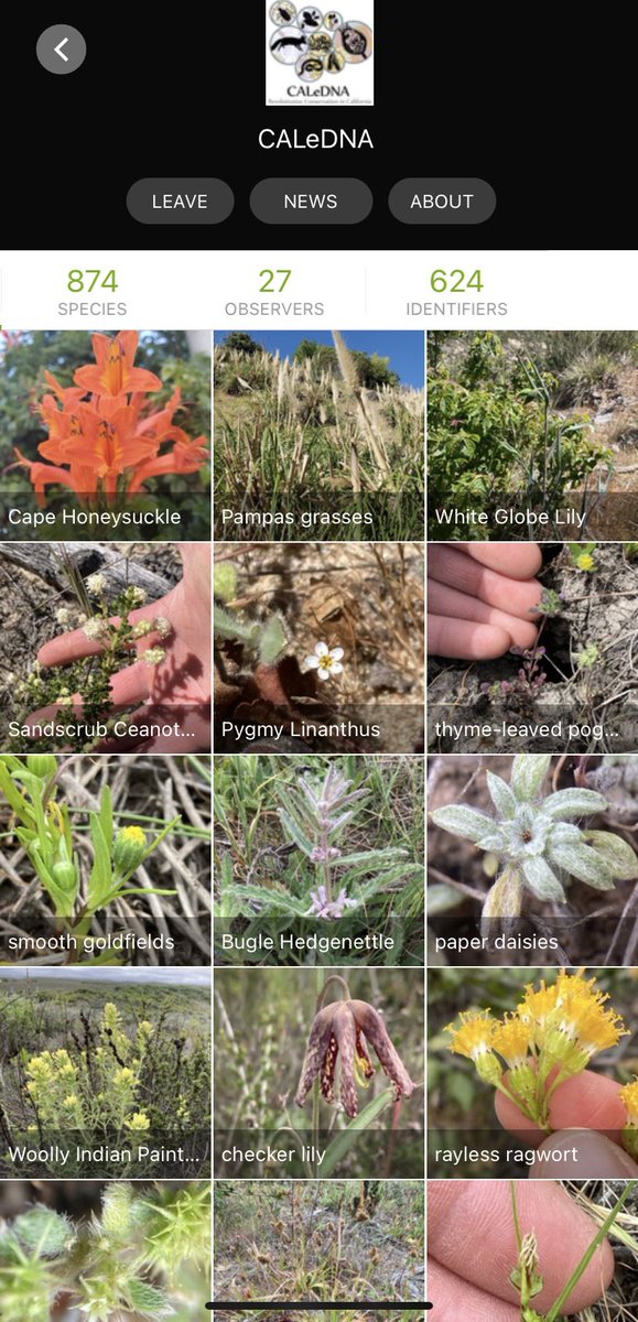 CALeDNA_biodiv's tweet photo. The #CityNatureChallenge started yesterday and continues through Monday! Join the #CALeDNA project on @inaturalist and manually add your observations for a chance to be featured on our social media accounts. Get outside and make those observations! https://t.co/dPubkVDMDt