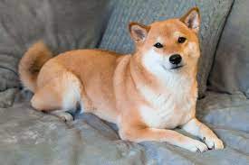 kuya_ed's tweet photo. Anyone bought Doge yet is it Shiba Enu? https://t.co/nmqSDZJIe2