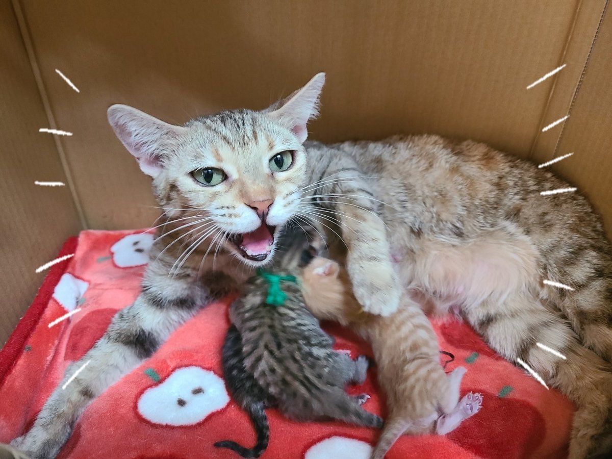 マルエスファーム Auf Twitter 21 4 22生まれ トイガー ２兄妹 パパ トイ ママ シマ