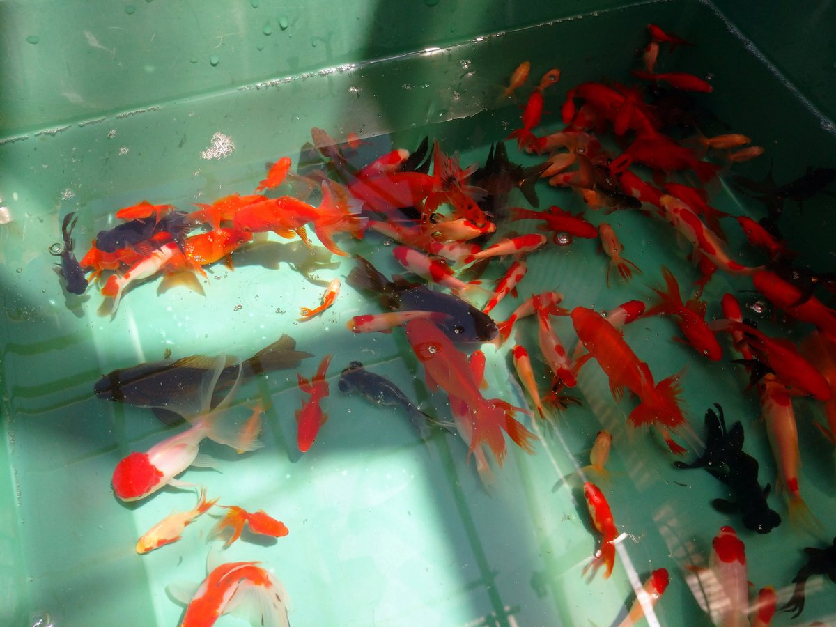 金魚亭 Kingyotei Chiba Twitter 金魚亭 Kingyotei Chiba Twitter