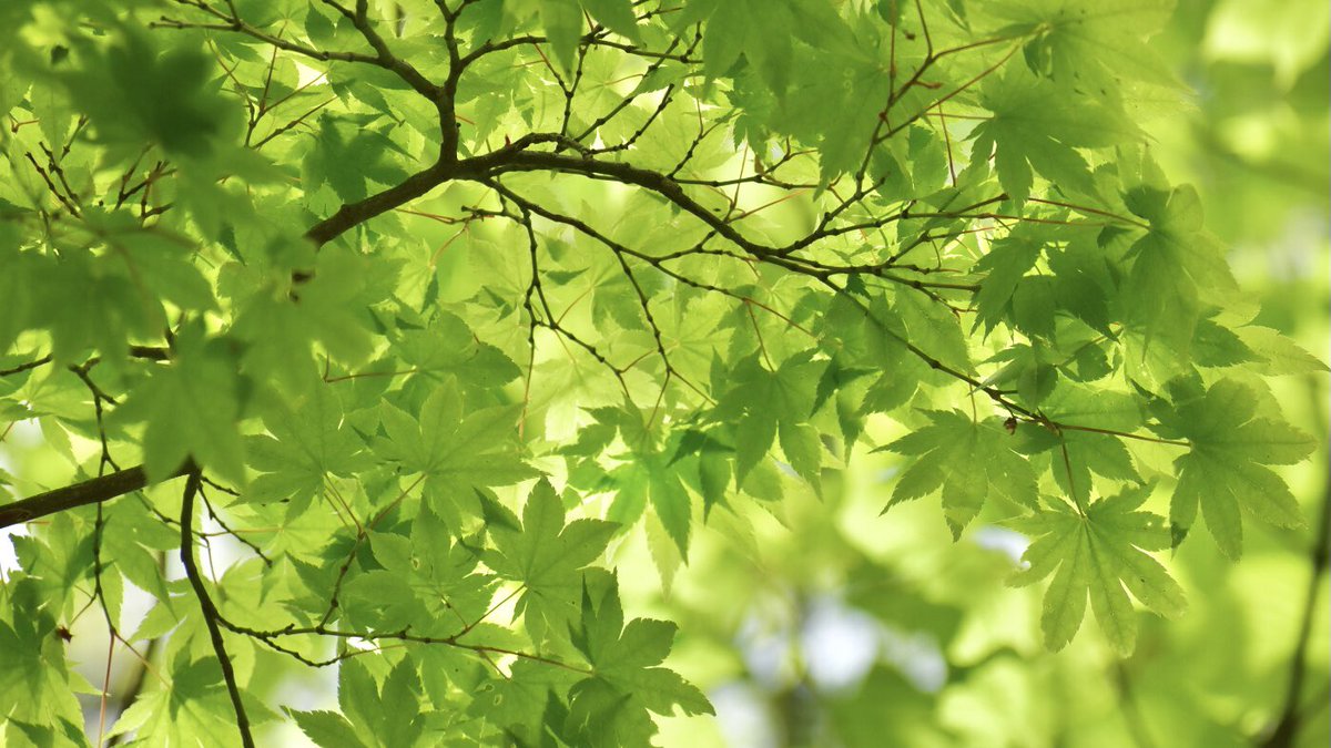 GREEN

#カエデ #MapleLeaves #nature #photography