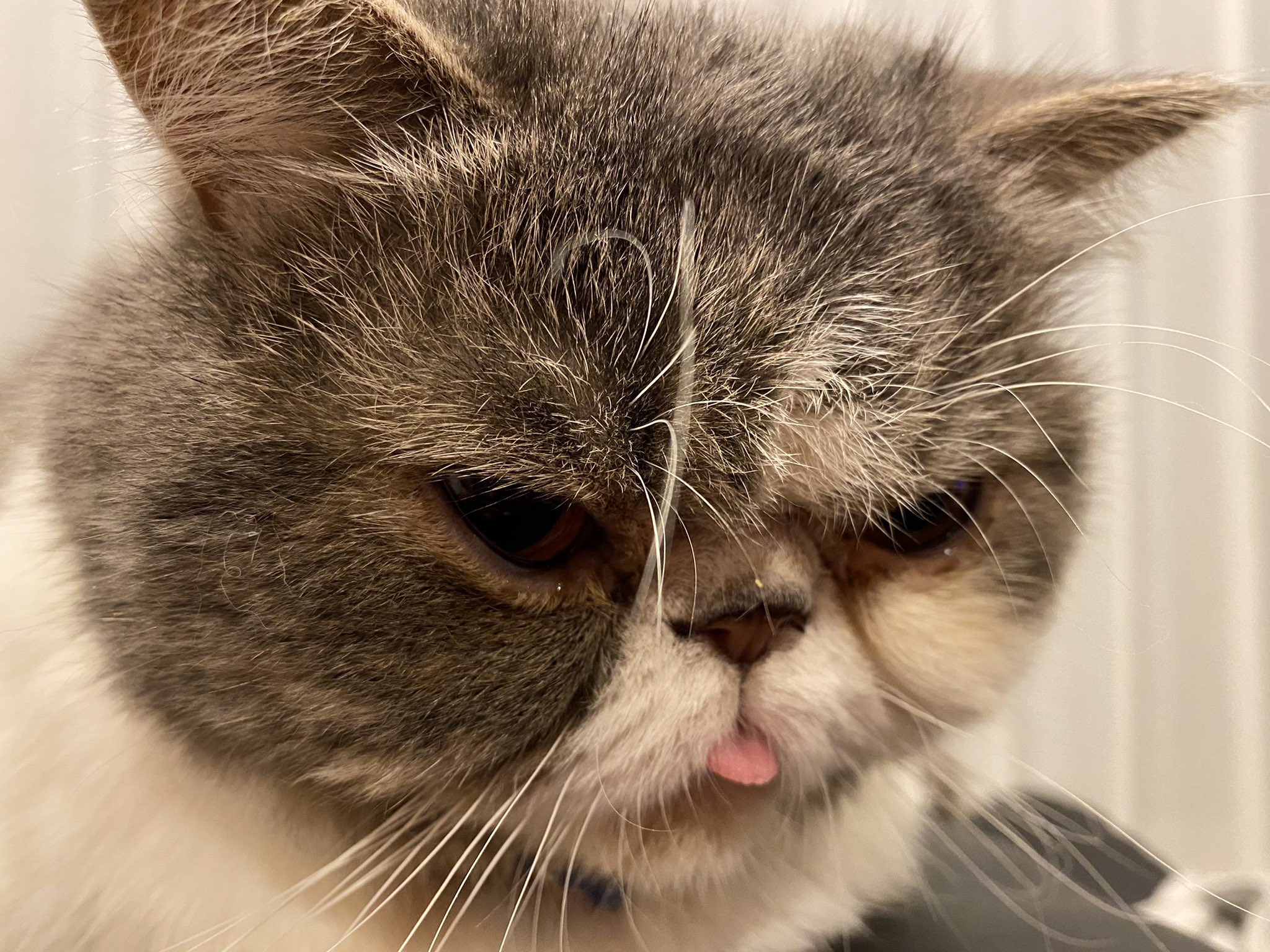 こまさん 0ri8ljy1go1eozw Twitter