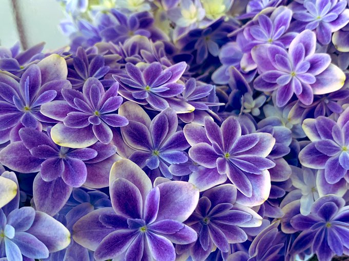 万華鏡のtwitterイラスト検索結果 古い順 万華鏡のtwitterイラスト検索結果 古い順