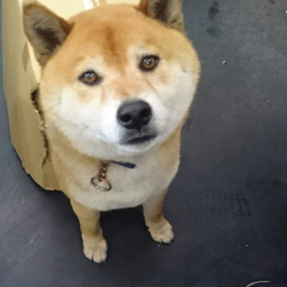 段ボール犬ソラっち Twitter Search Twitter