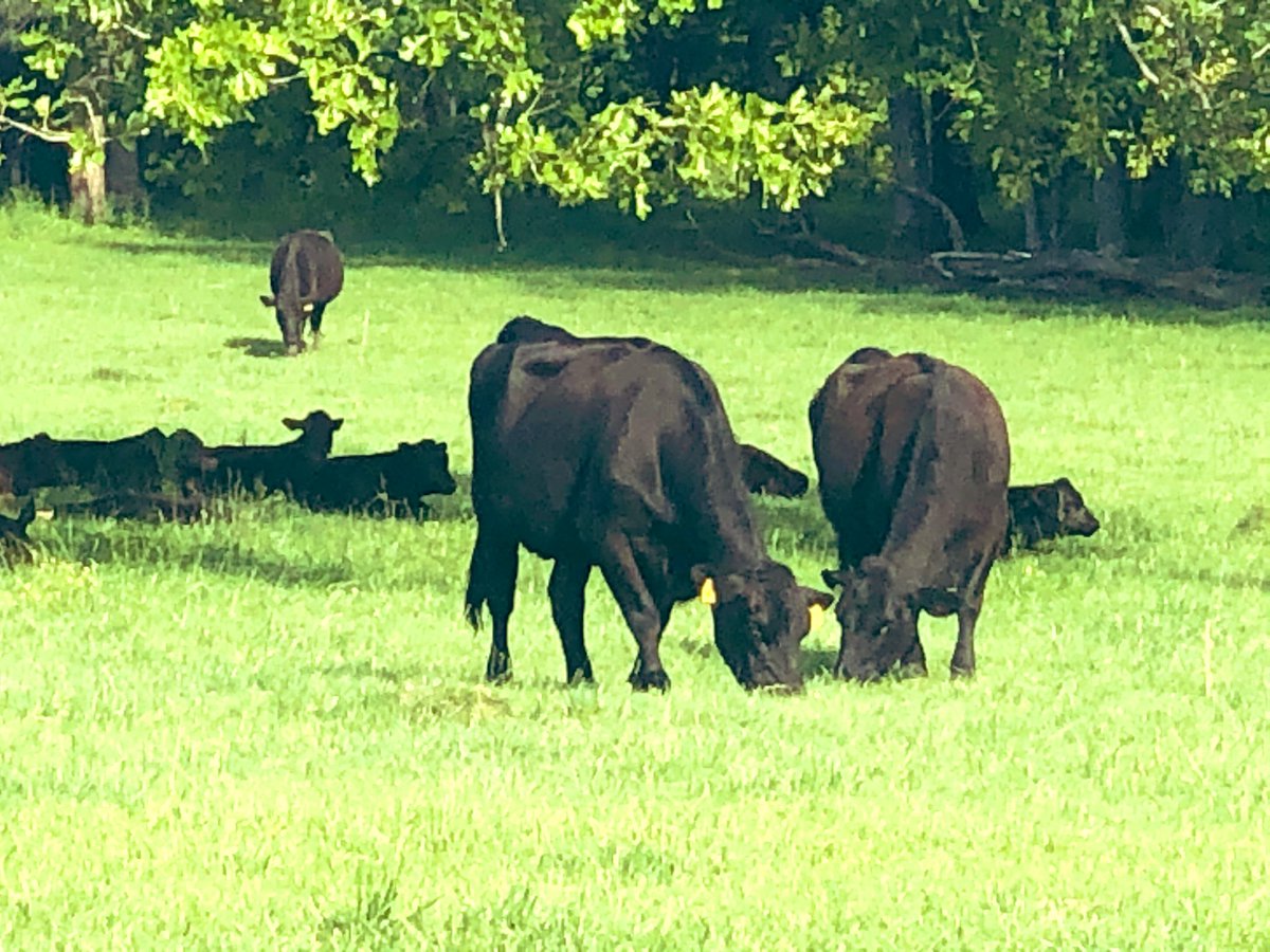 The cattle are enjoying a beautiful day HooperWill Farm with <a href="/RitalowmanRita/">Rita Lowman</a> <a href="/GaryLowman10/">Gary Lowman</a> #FarmLife #blessed