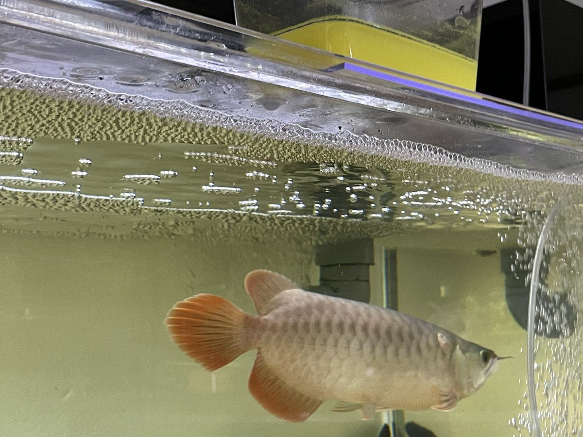 グリーンfゴールド