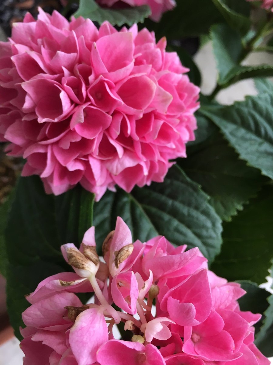 ｃｉｅｌ ａｌｅｎｃｏｎ シエル A Twitter 紫陽花 茜雲 島根県のやつ ヤフオクで足元見た正規品鉢が３０００円プラス送料で４０００円以上しそうな感じだが 店で普通に買うと１５００円 園芸 紫陽花