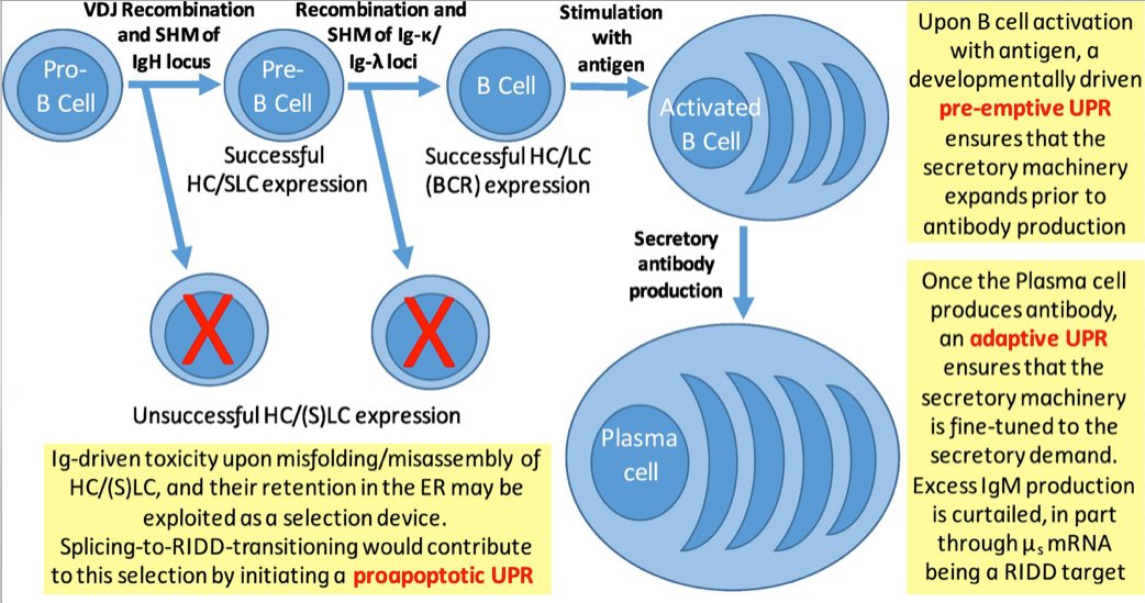 mmw_lmw's tweet photo. #Humoral_Immunity | Molecular Evaluation of Endoplasmic Reticulum Homeostasis | Eelco van Anken @SanRaffaeleMI @TrendsCellBio https://t.co/CsjUwpYBwx | #2021_ReCapApril https://t.co/MIqQNuqsH9
