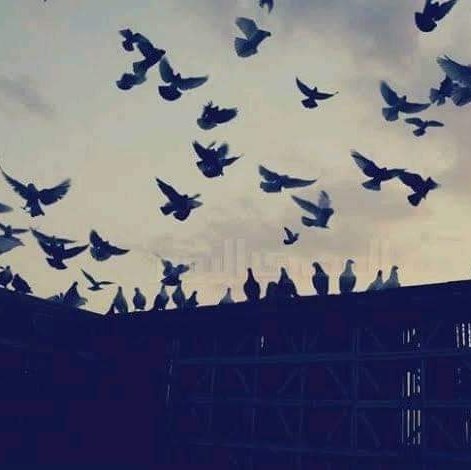 #صورة_ملف_شخصي_جديدة