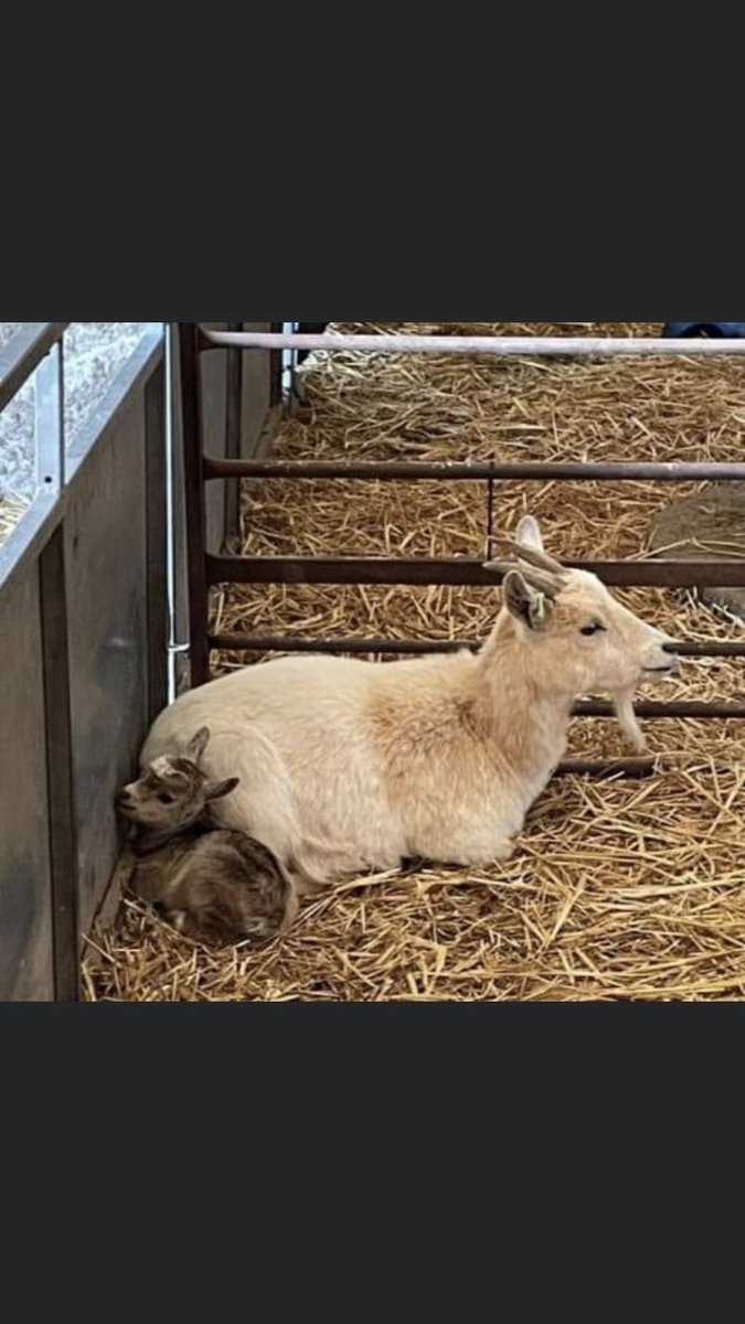 RachaelB100's tweet image. ❗️THEFT OF YOUNG KID❗️
Young Nannie kid #stolen Wynnes of Dinmore Country store last night/early hrs morning. Still on mother in desperate need to get her back where she belongs!
If offered this kid please hand her over no questions asked #Herefordshire 
facebook.com/20537305957607…