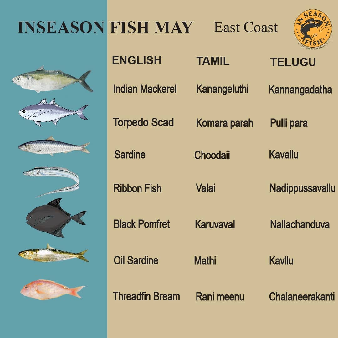 Stay indoors and stay Inseason with your choice of fish. Here is our list of #Inseasonfish for May. 

 #stayindoors #staysafe #askforinseasonfish #seafood #sustainableconsumers #consciousconsumers #seafooddifferently #localnames #eastcoast #westcoast #whatsonyourdinnerplate