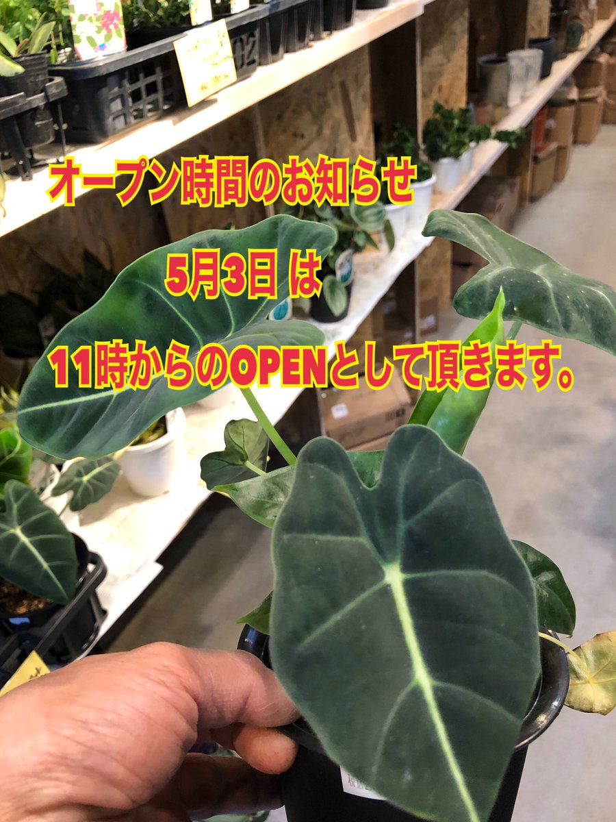 観葉植物専門店