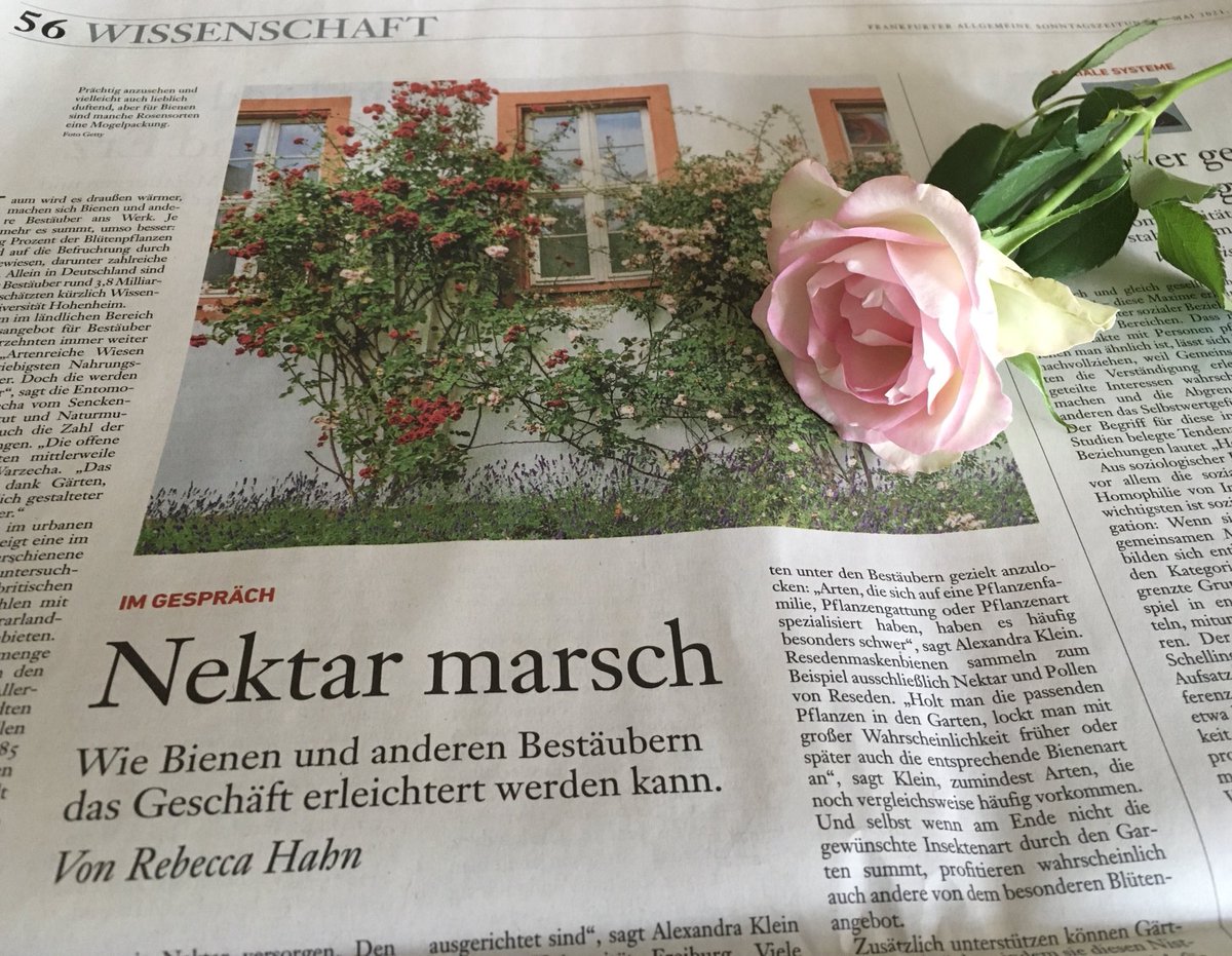Sonntagslektüre ...
Lesenswerter Beitrag in der #FASZ (2. Mai 2021, S. 56):
#Nektar marsch - “Artenreiche #Wiesen gehören zu den ergiebigsten Nahrungsquellen für Bestäuber” ...

#Bienen 🐝  #Garten

#Wissenschaft ⁦<a href="/geobiodiversity/">Senckenberg Research</a>⁩ ⁦<a href="/jlugiessen/">Universität Gießen</a>⁩ ⁦<a href="/UniHohenheim/">Uni Hohenheim</a>⁩