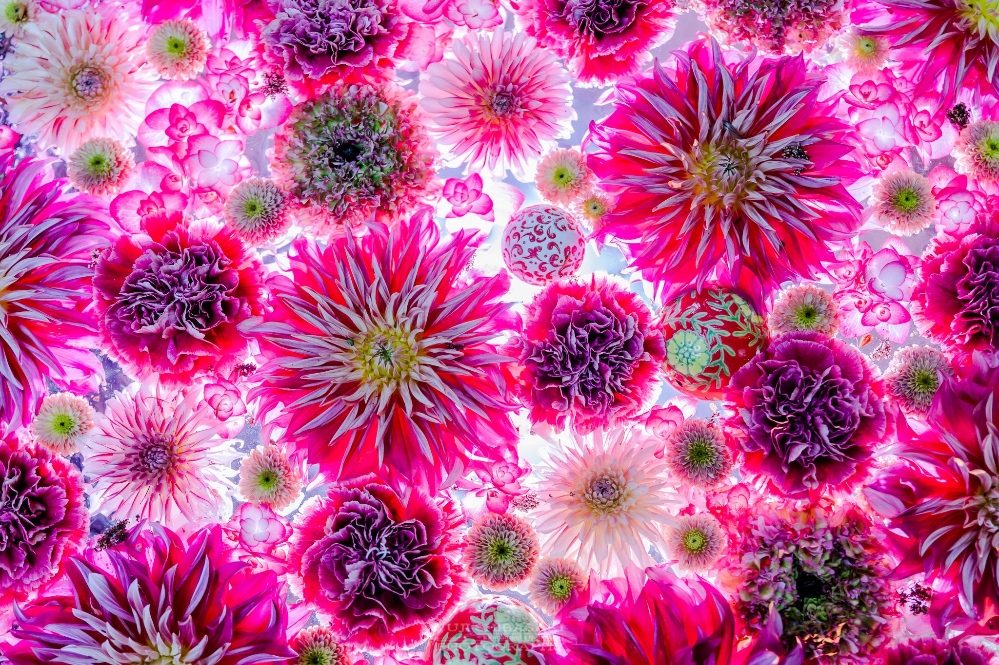 Yuji Shibasaki Photo Twitter પર 埼玉県の行田八幡神社 花手水のライトアップは初めて見ました T Co Bstr67s9cv Twitter Yuji Shibasaki Photo Twitter પર 埼玉県の行田八幡神社 花手水のライトアップは初めて見ました T Co Bstr67s9cv Twitter