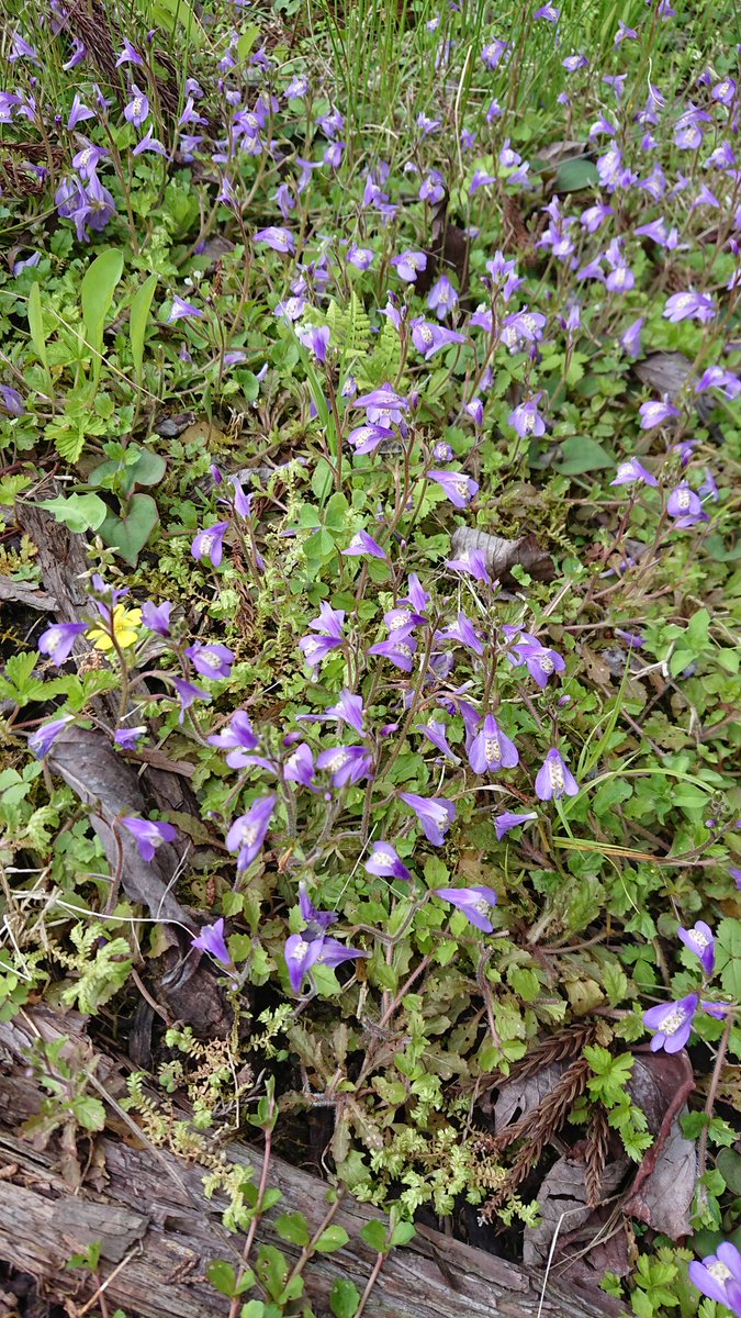 植物写真 個人まとめ Foxfire Nature Twitter 植物写真 個人まとめ Foxfire Nature Twitter