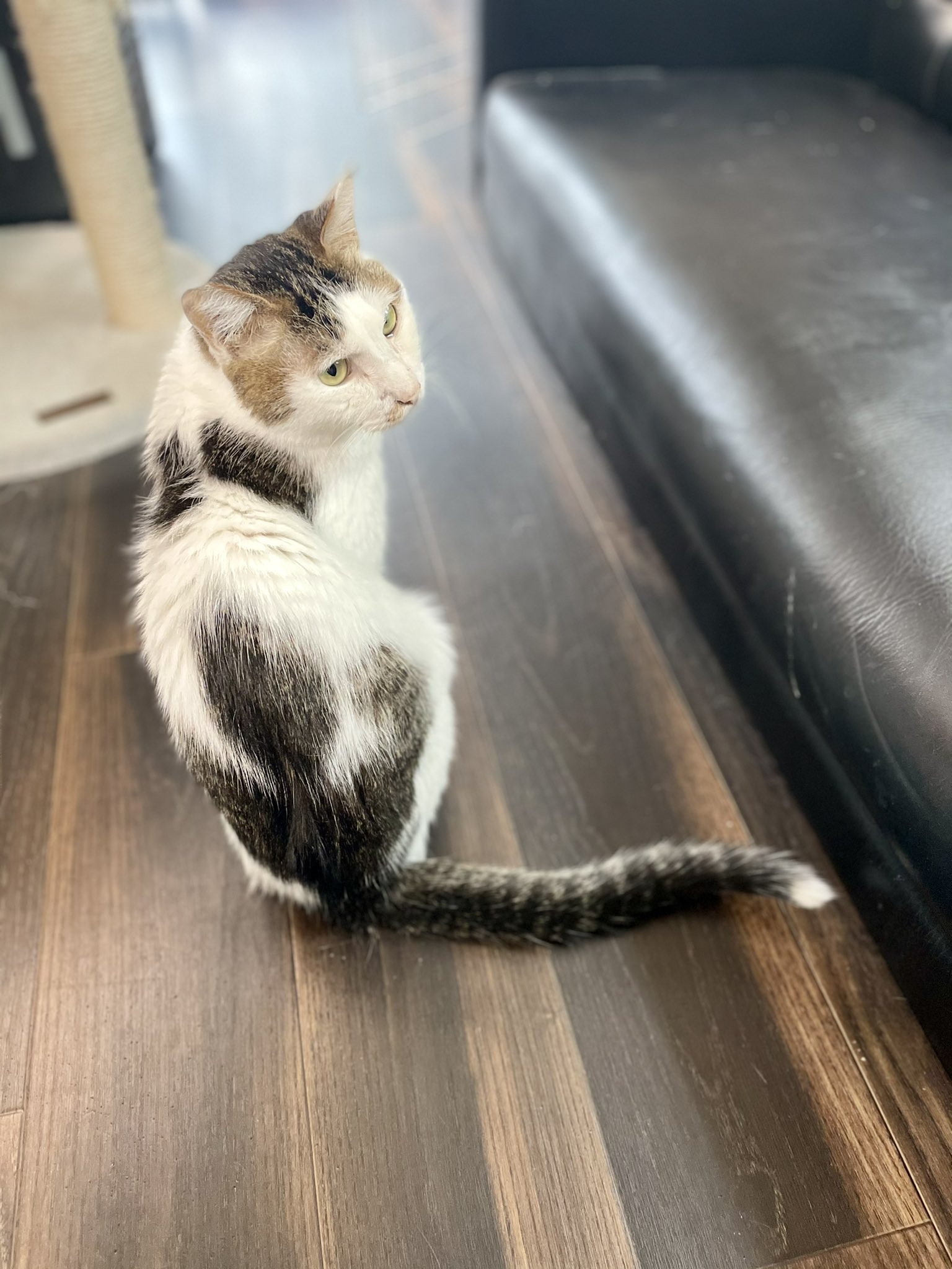 春流 はる 国分寺にある保護猫カフェ 猫とお休みどころ しらたま さん Shiratama Net を取材させて頂きました 今回も可愛いにゃんこがたくさん登場します 是非いいね Amp Rtでお店の情報も拡げて下さい T Co Udnjlraeil 国分寺