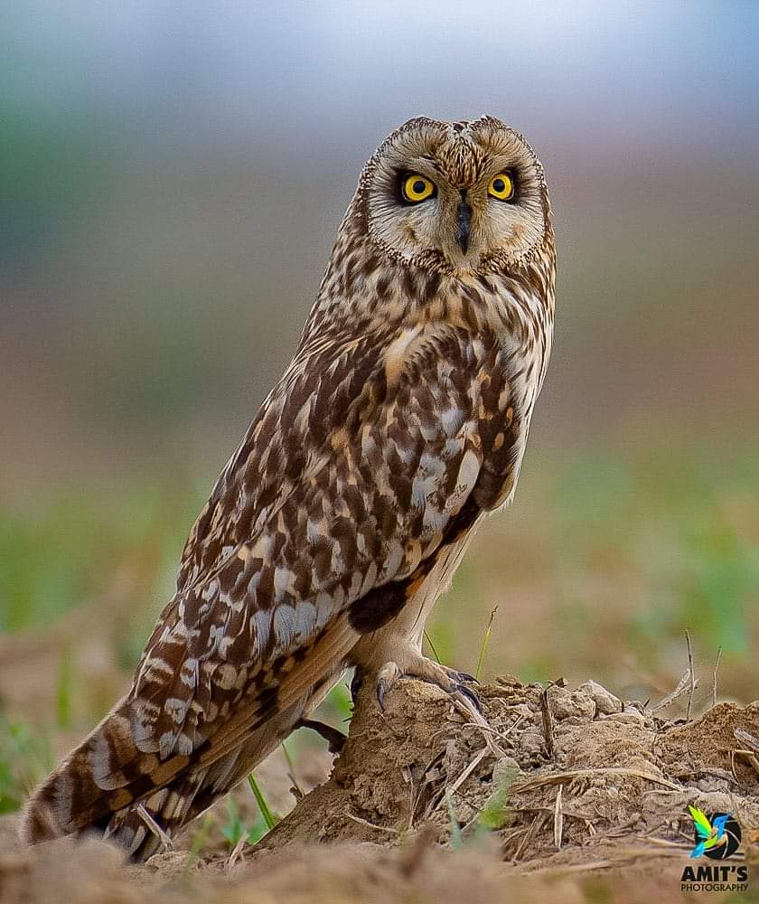 asharma555's tweet photo. Short eared Owl

Follow my handle &amp; https://t.co/f3oKrpQjcC for more clicks 🙏
#birds #PhotoOfTheDay #birdphotography #BirdTwitter #IndiAves #NaturePhotography #birdsofindia #BirdsSeenIn2021 #beauty #naturelover #nikonasia #avibase #birds_lover #bestbirdshots #indianbird https://t.co/hCuyyjRIas