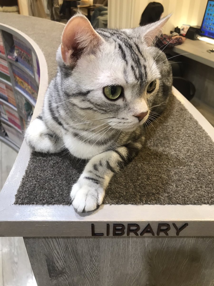 猫カフェに男1人で行くのは変 男性お断りのお店が増えてるって本当 Catハウス