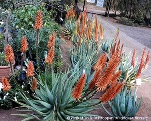 IndigeNews- Witkoppen Wildflower Nursery's May 2021 Newsletterhttps://mailchi.mp/webmail/5ewglvwlgj