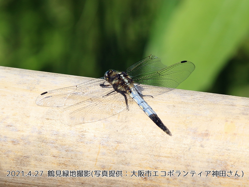 なにわエコスタイル 暖かくなってきて 昆虫たちも多く見かけるようになってきました 鶴見緑地で撮影された シオカラトンボ と ヨツボシトンボ です ヨツボシトンボ は翅の前縁部に黒色の斑紋が特徴で湿地等で見られます もし見かけたらそっと観察して