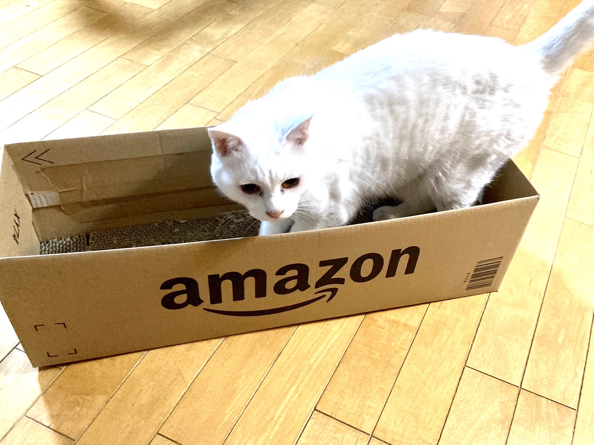 猫の爪とぎの屑の飛散にお悩みの方へ！この方法を試してみて！