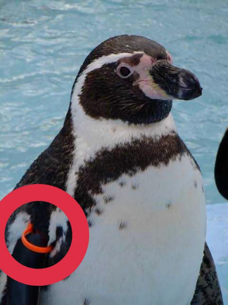 @gc8_2000poke ペンギンの個体識別は流行の最先端だったんですね🤣 