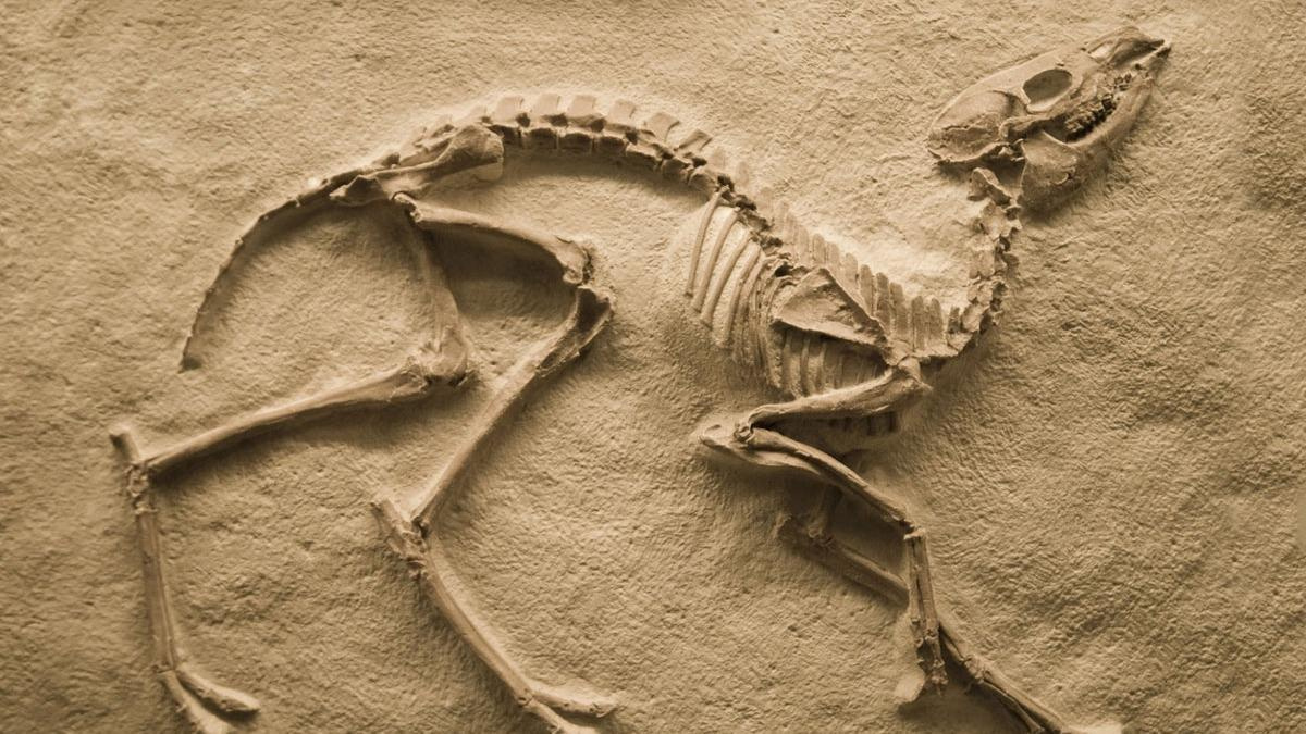 Скелеты сахары. Беллерофонт окаменелость. Палеонтология останки. Палеонтология окаменелости. Окаменелости Чарльза Дарвина.