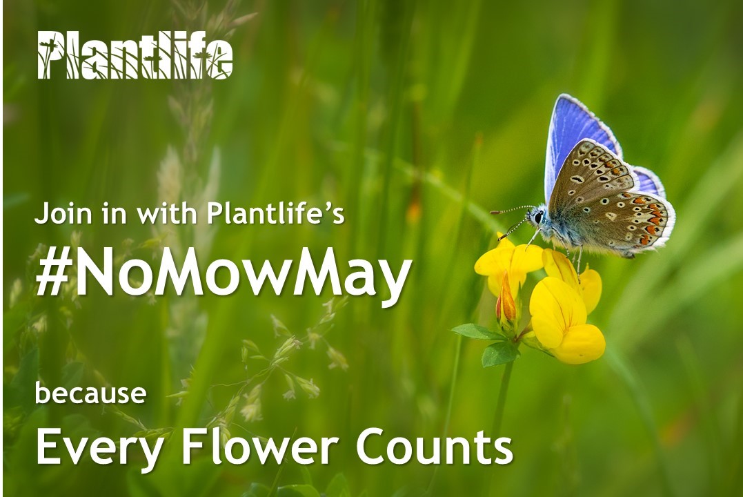 Love_plants's tweet photo. #NoMowMay – a little less mowing can lead to a LOT more butterflies and bees https://t.co/V31UL8qd7X
#EveryFlowerCounts #SundayMorning #sundayvibes @CPRE @nationaltrust @ScottishPower @yeovalley @britishbee @DrTrevorDines @IanPlantlife @katefpetty https://t.co/SLOwLufJNw