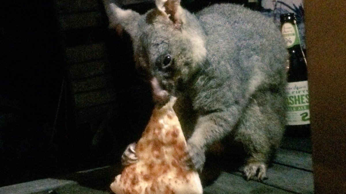 PossumEveryHour's tweet image. 